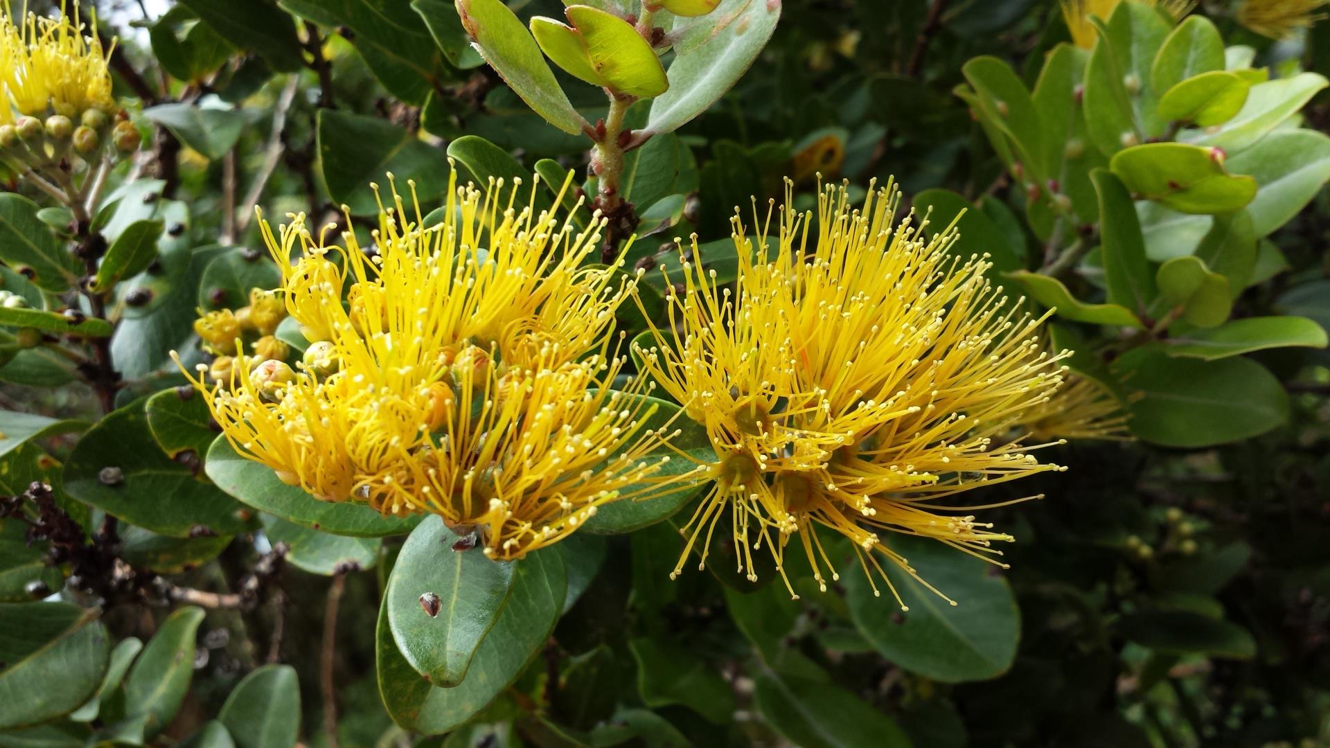 Yellow Lehua AdobeStock_371729708