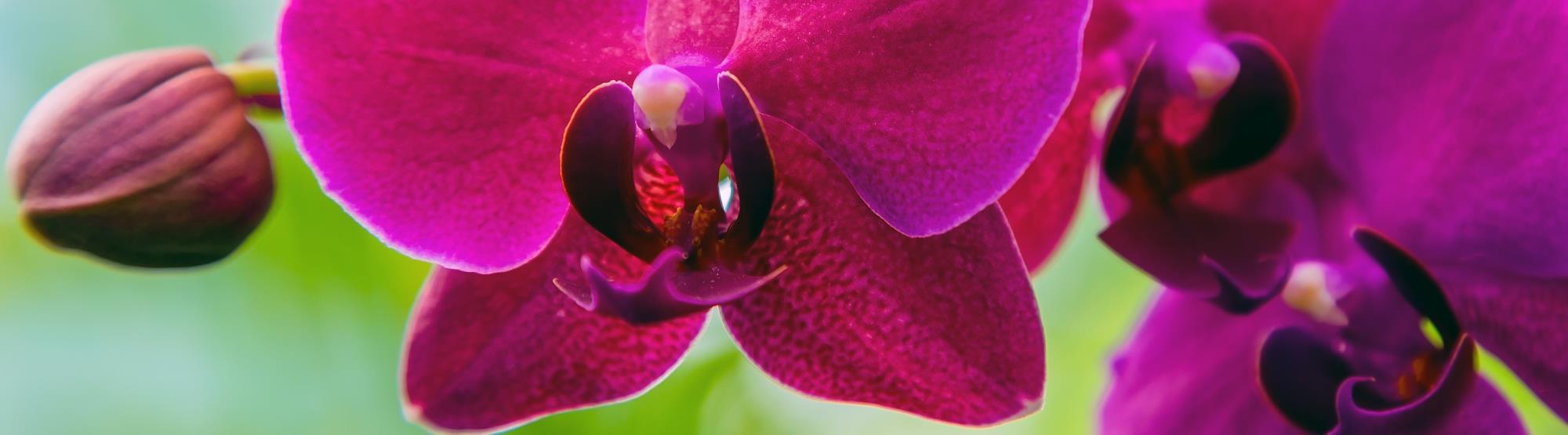 Orchids_2_AdobeStock_244989653